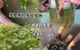 水培植物最爱这6种营养水水培瓶里滴几滴再也不担心烂根问题