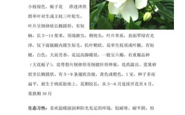 12种立体绿化常用植物习性及养护介绍