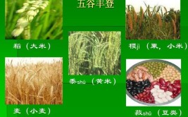 稻黍稷麦菽指什么