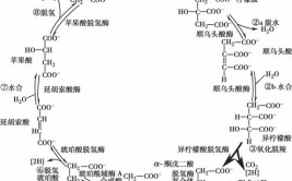 三羧酸循环在哪里进行