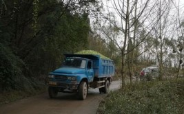 广西扶绥：田间地头货车忙(大青扶绥田间崇左地头)