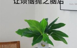 养绿植就要拒绝焦虑该死死该活活死了就当断舍离开心就好