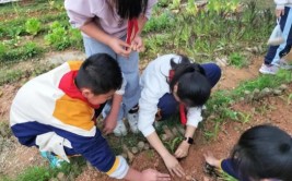 芗城第三实验小学植此青绿 拥抱春天