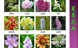 8种懒人花春夏秋冬四个季节都能开花阳台养花必备