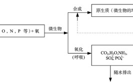 分解者将有机物分解成什么