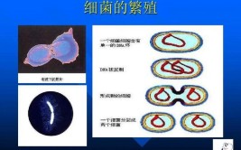 为什么病毒不属于原核生物