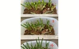 一个葱头种出一盆美丽盆栽方法就是这样简单易学