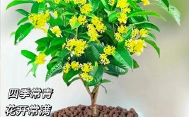 这些开花植物养在院子里都很难养死四季不用管也能常年开花