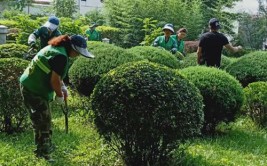 张桥镇绿植种植养护培训助力美丽庭院建设