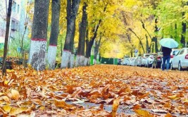 一雨知深秋是什么意思