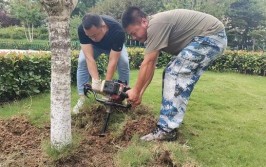 高温高湿毁绿植 新乡积极救治针叶类植物