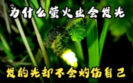 萤火虫在发光的同时会发热吗