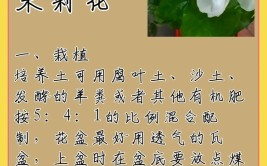 五九养护茉莉花4个步骤看一看开花不难