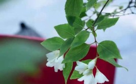 不会还有人四月没去过都江堰吧看这篇追花攻略被花花世界硬控5min