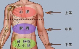 心肺脾胃都受罪！简单3招助通畅(脾胃暖气管道这条心肺)