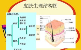 皮肤属于什么结构层次