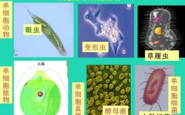 生物的细胞还有什么