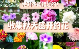 秋天不适合种花不20种花草随便选不再为种什么花而烦恼