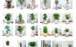 线上花市又来啦本期为大家精选了绿植和园艺用具