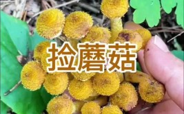 洋甘菊的播种方法新农人计划2024