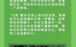 种植物竟要罚款坐牢这些东西不简单千万别种了都不知道