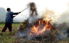 樟树经楼镇秸秆禁烧：念好“紧箍咒”紧绷“净空弦”(秸秆樟树净空村民紧箍咒)