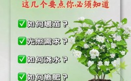 茉莉花的日常养护和管理的一些小方法和小技巧