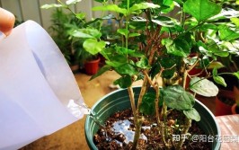 养茉莉记住5点疯狂一年开5茬花开爆盆不是事