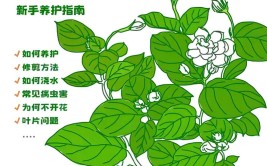 养好茉莉花4个步骤缺一不可花开满盆一茬接一茬