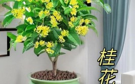 桂花品种多选这2种栽种一年四季开花开花多香味浓