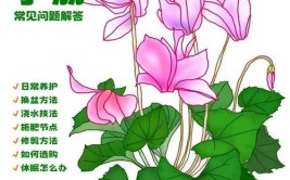 怎么养好仙客来你一定遇到的几个养护问题｜植物笔记