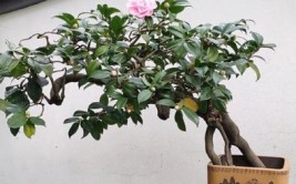 茶花盆栽日常养护施肥疏蕾勤换盆花大色艳