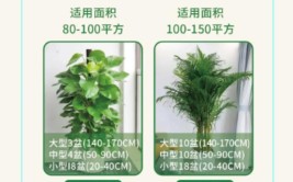 办公室区域绿植租摆方案和养护方案