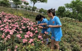 太仓市双凤镇新湖小学新卫村月季花田劳动实践活动