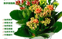 养花45种绿植花卉图文介绍养殖方法和注意事项