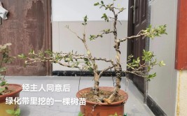 花园里种植黄杨木植物的技巧