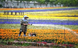 寻乡觅趣  仅需半小时这里千亩花海绿植耍水避暑看完就想去