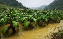 柑橘园经常被淹，洪水退去后如何来补救？(根系柑橘涝害植株补救)