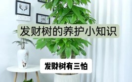 发财树养护小贴士5个简单步骤让你的植物更健康