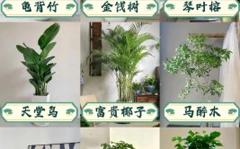 适合放在客厅和餐厅的室内植物最后一种你可能都没听说