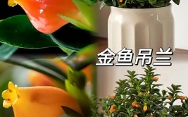 吊兰究竟多好养做好这3点满盆新枝还有小花