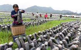 建瓯：在绿水青山间致富(扶贫贫困户合作社产业万元)