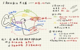 牵张反射名词解释