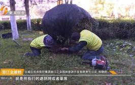 电视 丽江 冬季绿化养护忙 城市绿植换新装