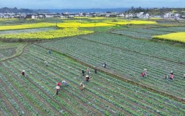 在希望的田野上(新华社记者田野下图希望上图)