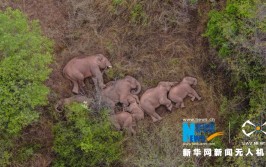 “断鼻家族”出昆明(无人机大象晋宁家族渣土)