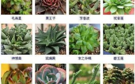 130种家庭养护植物图谱看看你养过几种