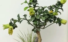 佛手北方人没见过的植物果中之仙品全套栽培技术来了