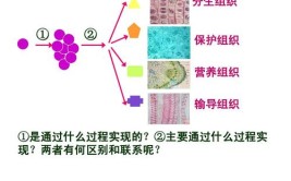 细胞分化的意义及实质是什么