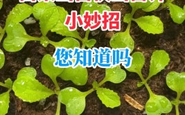 37度以上高温种植白菜你需要掌握的5个小技巧出苗齐生长快